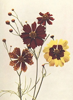 Images Dated 21st June 2012: Garden varieties of Coreopsis Drummondii and C. Tinctoria