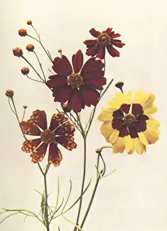 Garden varieties of Coreopsis Drummondii and C. Tinctoria