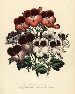 Botanist Collection: Garden varieties of Pelargoniums: large flowered