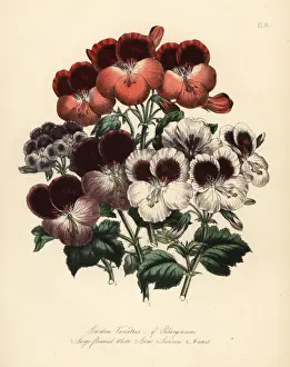 Flowered Prints: Garden varieties of Pelargoniums: large flowered