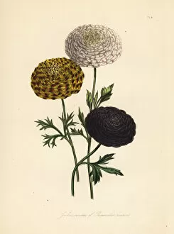 Botanist Collection: Garden varieties of the Persian buttercup