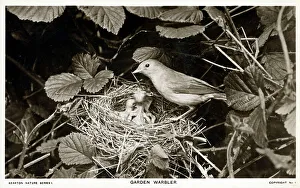 Feeds Prints: Garden Warbler (Sylvia borin)