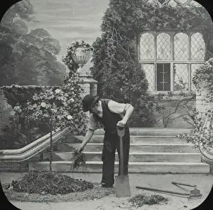 Manure Prints: A gardener feeds the rose bush with fresh manure