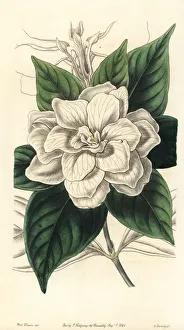 Drake Gallery: Gardenia, Gardenia jasminoides