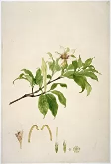 Francis Bauer Gallery: Gardenia rothmannia, candlewood