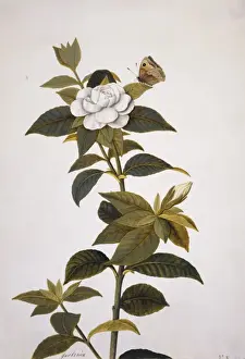 Gentianales Prints: Gardenia sp. gardenia