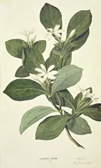 Watercolour Gallery: Gardenia taitensis, Tahitian gardenia