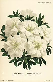 Azalea Gallery: Gardeniaeflora azalea, Rhododendron indicum
