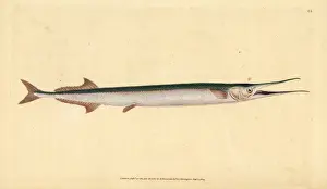 Donovan Prints: Garfish or sea needle, Belone belone