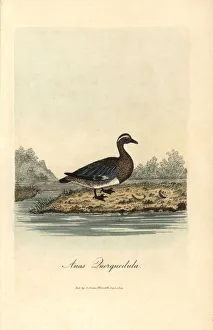 Anas Collection: Garganey, Anas querquedula