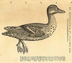 Garganey duck, Spatula querquedula