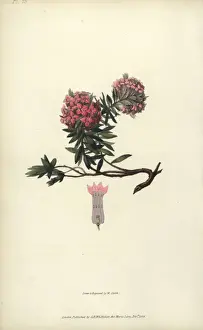 Richardmorris Prints: Garland flower, Daphne cneorum