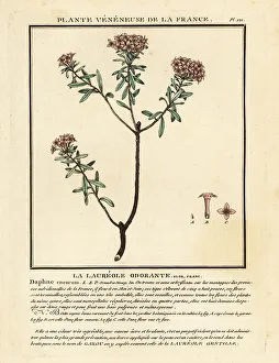 Colour Printing Prints: Garland flower, Daphne cneorum
