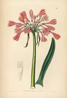 Barclay Gallery: Garland lily, Calostemma purpureum