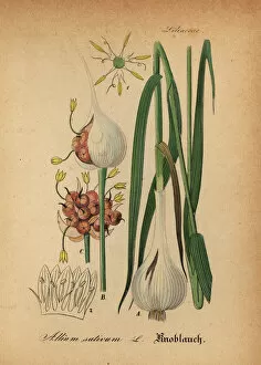 Willibald Collection: Garlic, Allium sativum