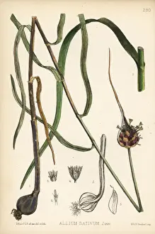 Garlic, Allium sativum