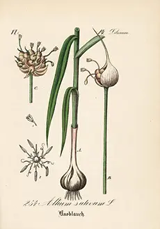 Garlic, Allium sativum