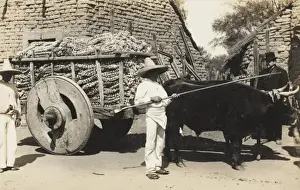 Garlic Prints: Garlic farmer in Mexico