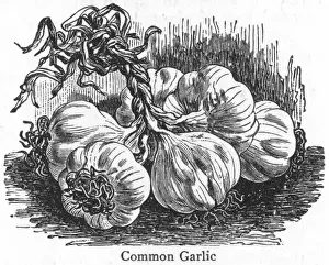 Garlic Prints: Garlic Head 19C