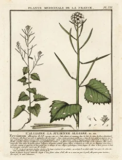 Spice Prints: Garlic mustard, Alliaria petiolata