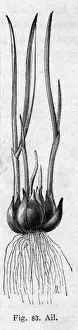 Garlic Prints: Garlic plant