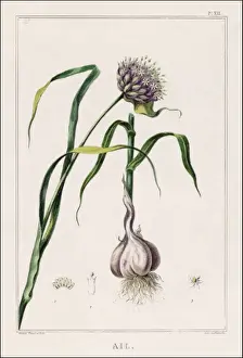 Garlic Prints: Garlic Plant Incl. Bulb