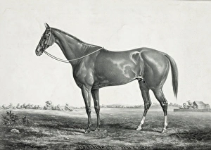 Garrett Davis: by Glencoe, dam by Sir Leslie