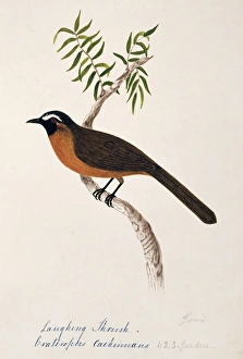 Garrulax cachinnans, nilgiri laughing thrush Garrulax cachinnans, nilgiri laughing thrush