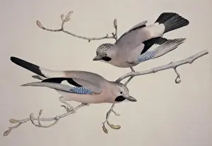 Garrulus glandarius, Eurasian jay