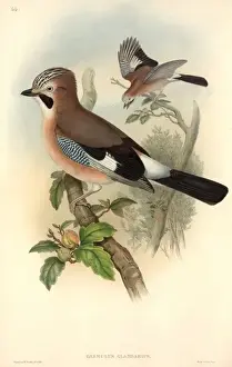 Eurasian Prints: Garrulus glandarius, Eurasian jay