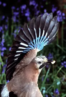 Bluebell Prints: Garrulus glandarius, European jay
