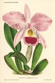 Pannemaeker Prints: Gaskells cattleya orchid, Cattleya gaskelliana