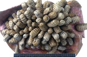 Larvae Collection: Gasterophilus, horse botfly