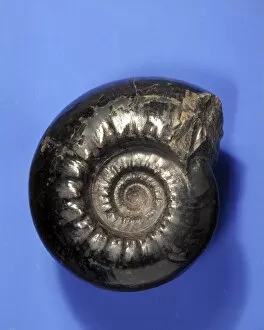 Ammonite Gallery: Gastrioceras, goniatite