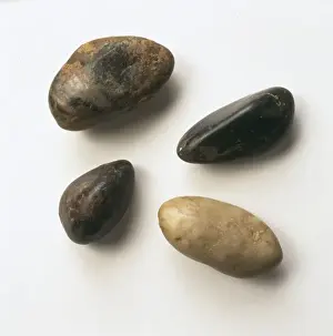 Swallowed Prints: Gastroliths, dinosaur stomach stones