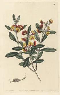 Gastrolobium capitatum