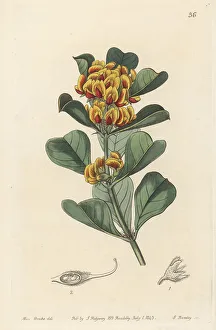 Gastrolobium dilatatum