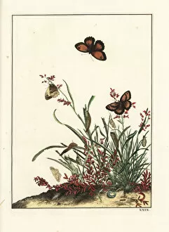 Gatekeeper butterfly, Pyronia tithonus, on grasses