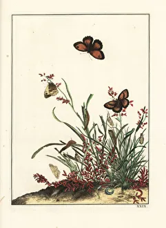 Accurate Gallery: Gatekeeper butterfly, Pyronia tithonus, on grasses