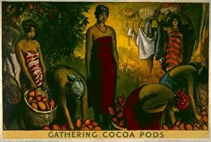 Adverts Gallery: Gathering cocoa pods