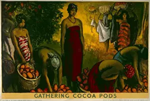 Co956 Prints: Gathering cocoa pods