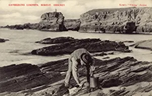 Gathering Limpets - Birsay, Orkney