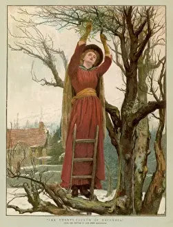 Gathering Mistletoe
