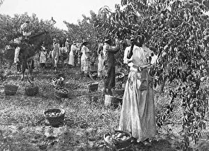 Gathering Collection: Gathering peaches Delaware USA early 1900s