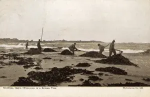 Gathering seaweed for fertiliser - Channel Islands