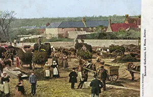 Jersey Collection: Gathering Seaweed at Le Hocq, Jersey, Channel Islands