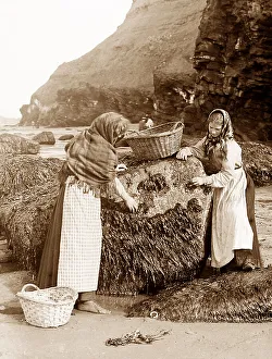 Gathering shellfish, Whitby, Victorian period