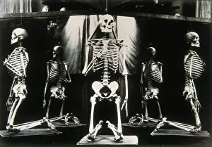 Gaudi Prints: Gaudi Skeletons