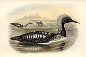 Gavia arctica, black-throated diver