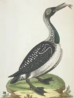 Gavia Prints: Gavia artica, black-throated diver